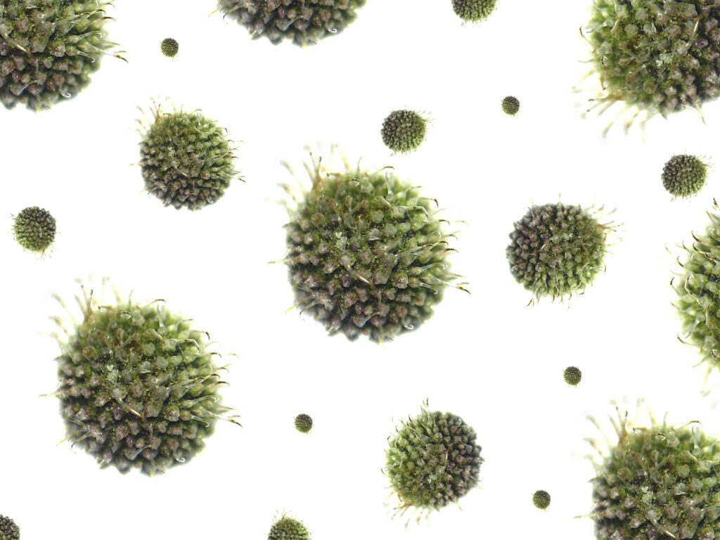 Robaki opanowują komunikatory internetowe