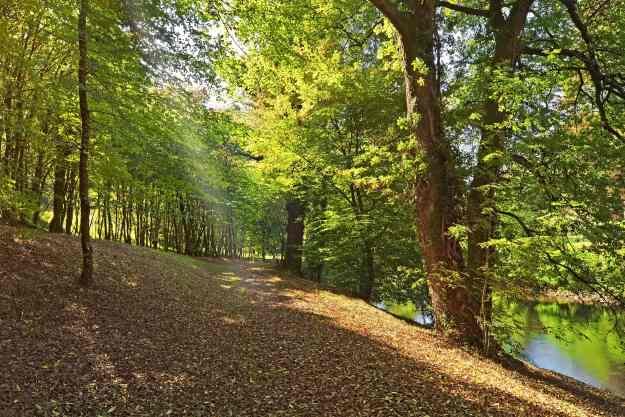 Internet szkodzi drzewom