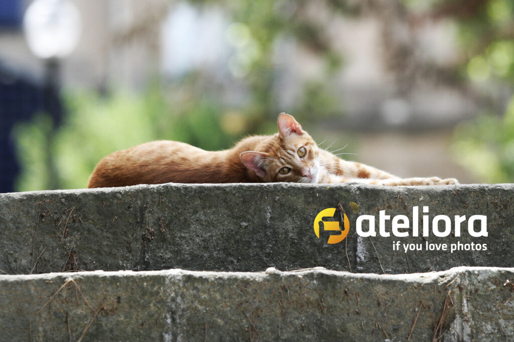 Internetowy mem w konkursie Ateliory