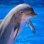 DolphinGemma ma nam pomóc zrozumieć delfiny