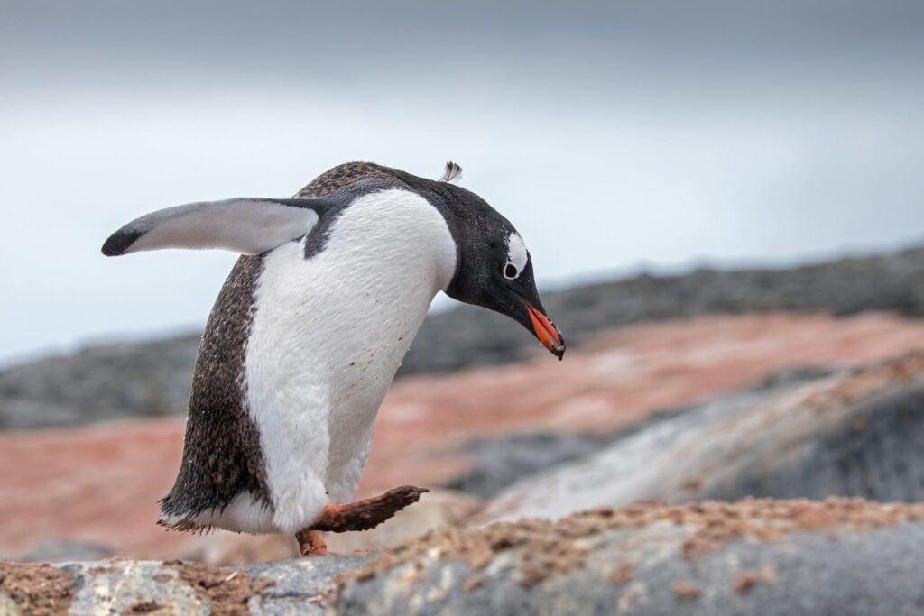 Windows powinien się tego bać – na Linuksie zagramy już praktycznie we wszystko