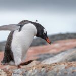 Na Linuksie zagramy w większość gier z Windowsa