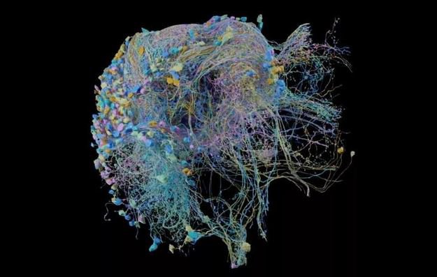 Wyprawa w głąb mózgu