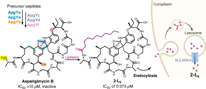 Schemat towarzyszący streszczeniu badania