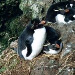 Pingwin skalny zamieszkujący Wyspy Heard i McDonalda