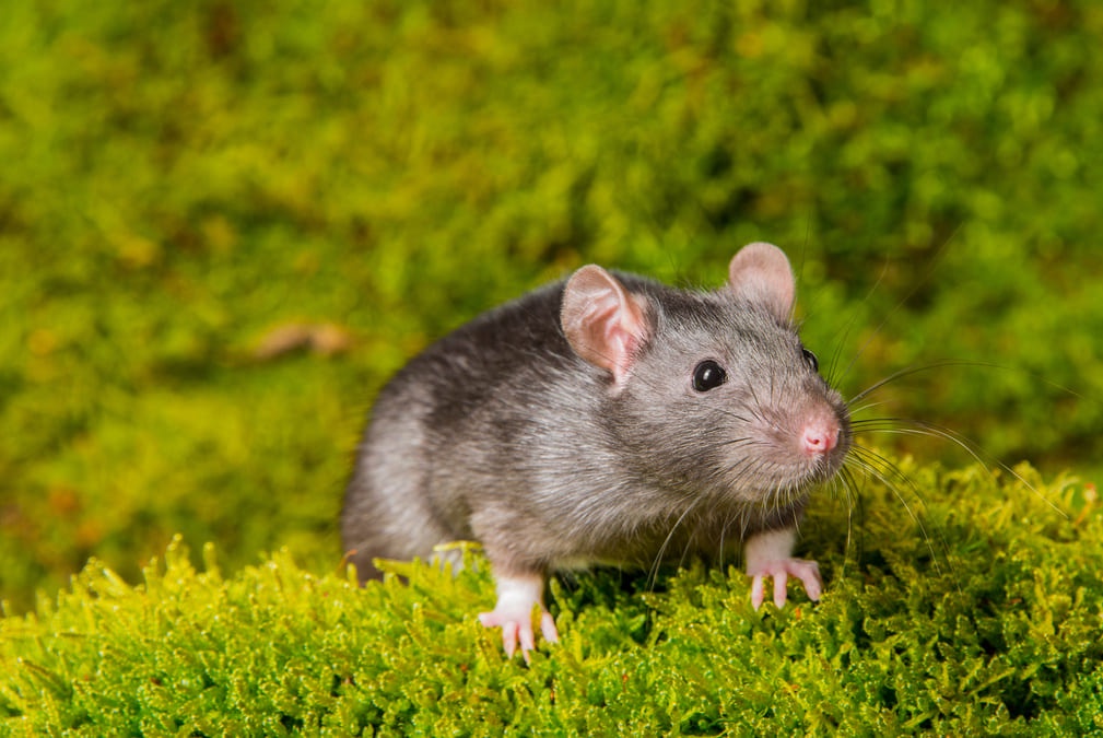 Dwóch ojców wystarczy, by mieć dzieci. Przynajmniej w przypadku myszy