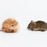 Źródło: https://colossal.com/scientists-have-bred-woolly-mice-on