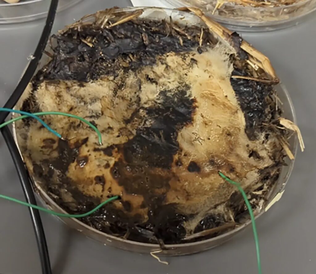 Komórki pamięci z grzybów? Wystarczy mikrokontroler, aby biologiczny organizm zyskał nowe zastosowanie