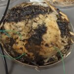 Grzyby shiitake jako komórki pamięci