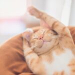 Kot ostrzegł przed topiącym się RTX-em