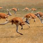 Kangury nie poskaczą już do utworów AI z radia. Australia właśnie je wyrzuciła z list przebojów