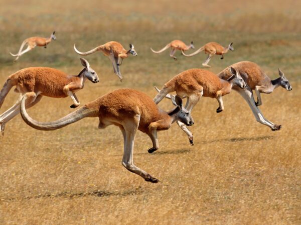 Australia, kangury czerwone. Fot. slowmotiongli / Adobe Stock