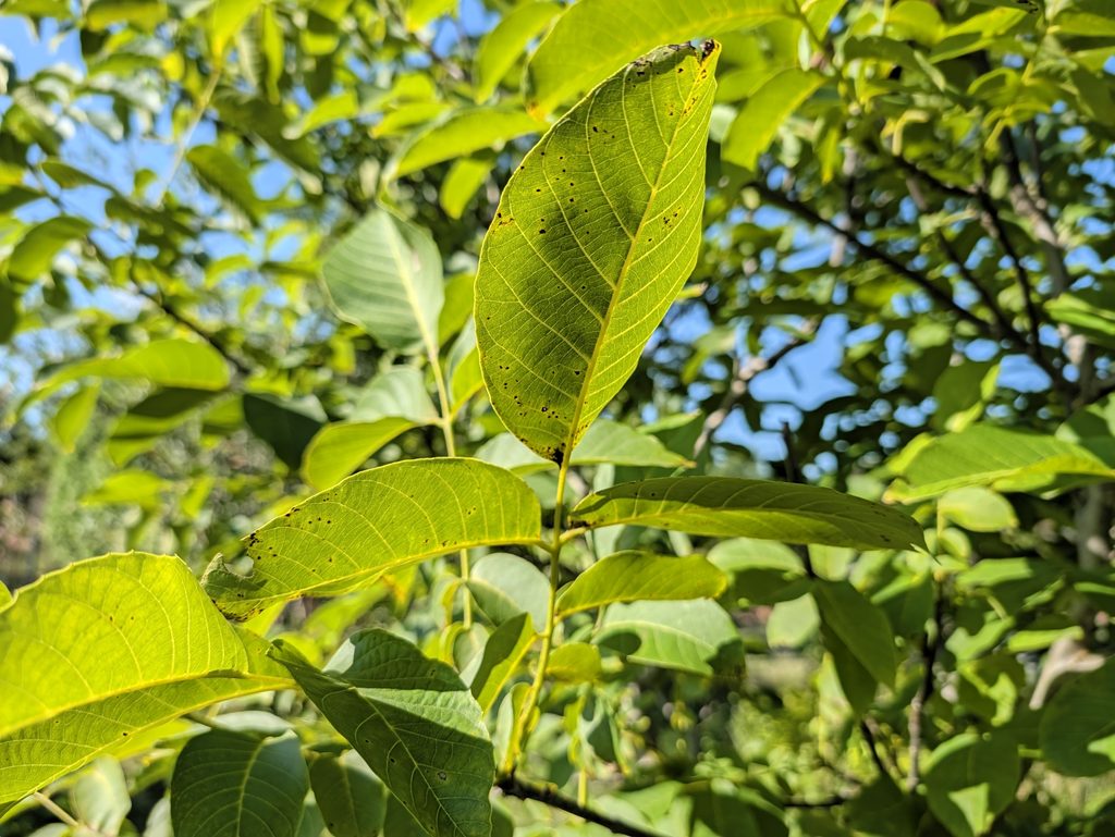 Google Pixel 11 Pro XL